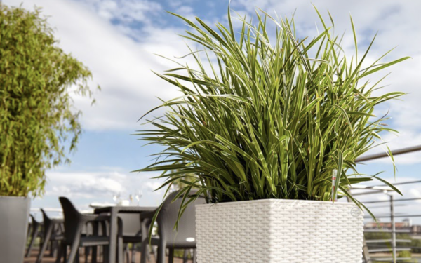 servicios_florales_empresas_renting