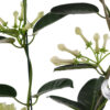 STEPHANOTIS FLORIBUNDA M12 TREPADORA CON MACETERO Y DECORACION - Imagen 3
