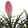THILLANDSIA MIX M12 CON MACETERO Y DECORACION - Imagen 2
