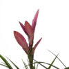 THILLANDSIA MIX M12 CON MACETERO Y DECORACION - Imagen 3