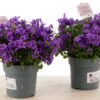 CAMPANULA M10.5