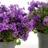 CAMPANULA M10.5 - Imagen 2