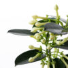 STEPHANOTIS FLORIBUNDA M12 TREPADORA CON MACETERO Y DECORACION - Imagen 2